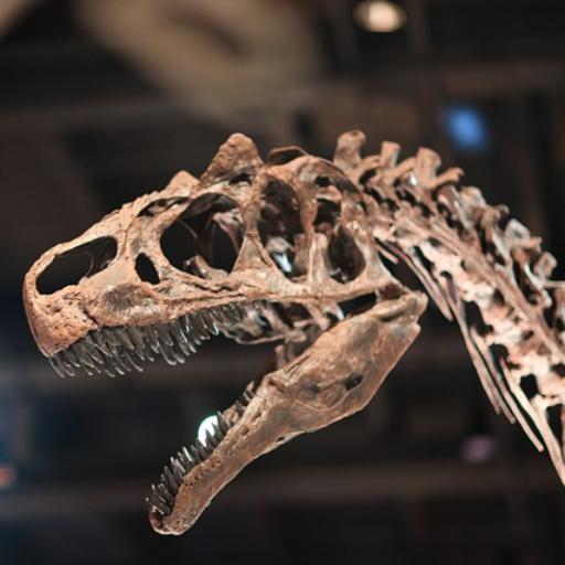 Imagem ilustrativa do curso de Básico em Paleontologia